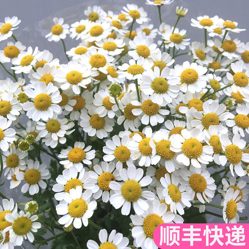洋甘菊鲜切花鲜花基地直发