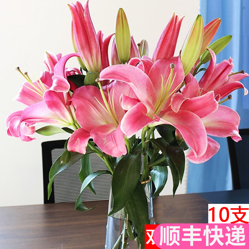 10支双头玫红色百合花鲜花花束水养云南斗南基地直发香水花卉市场