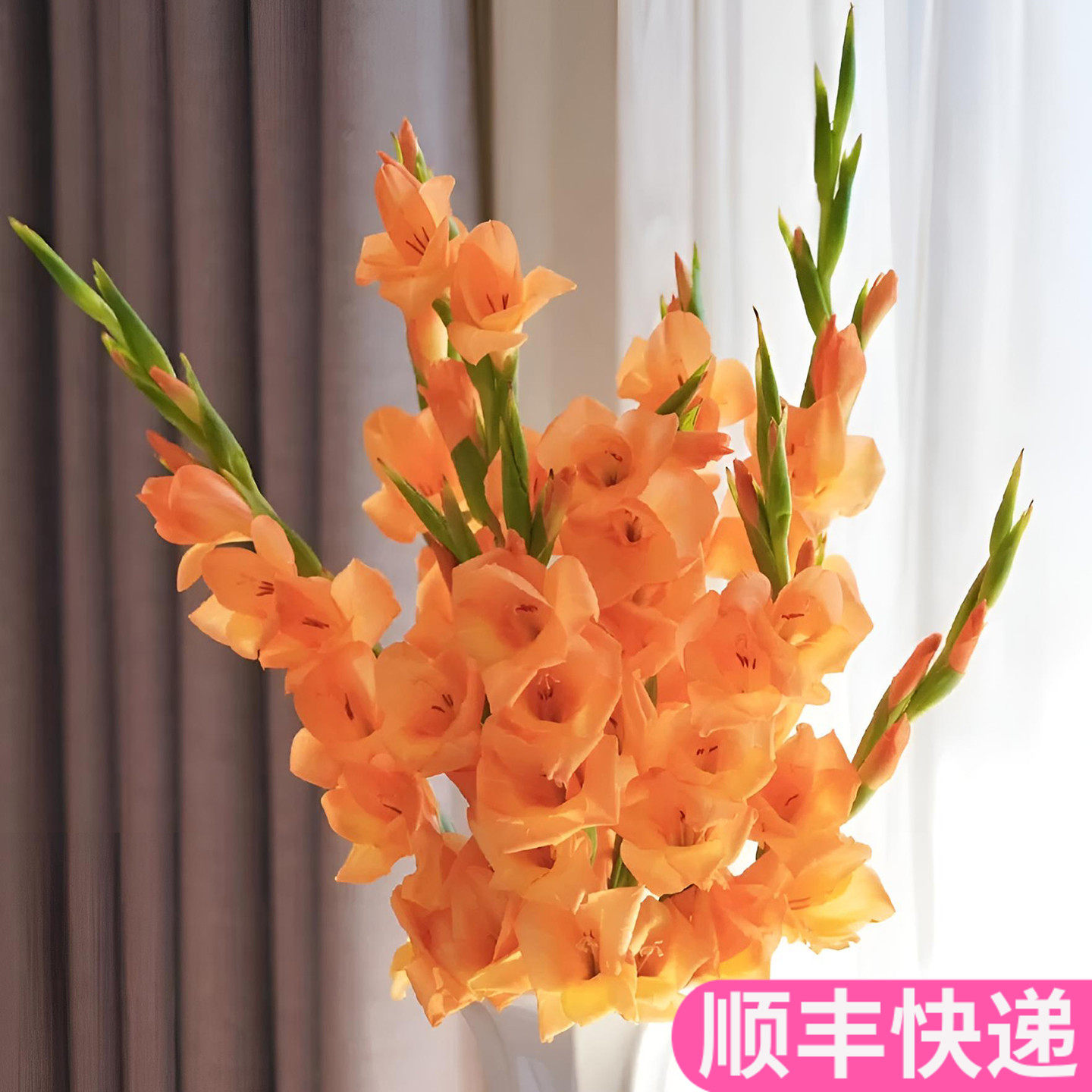 橙色剑兰唐菖蒲节节高稀有小众斗南鲜花基地直发花卉市场鲜切花