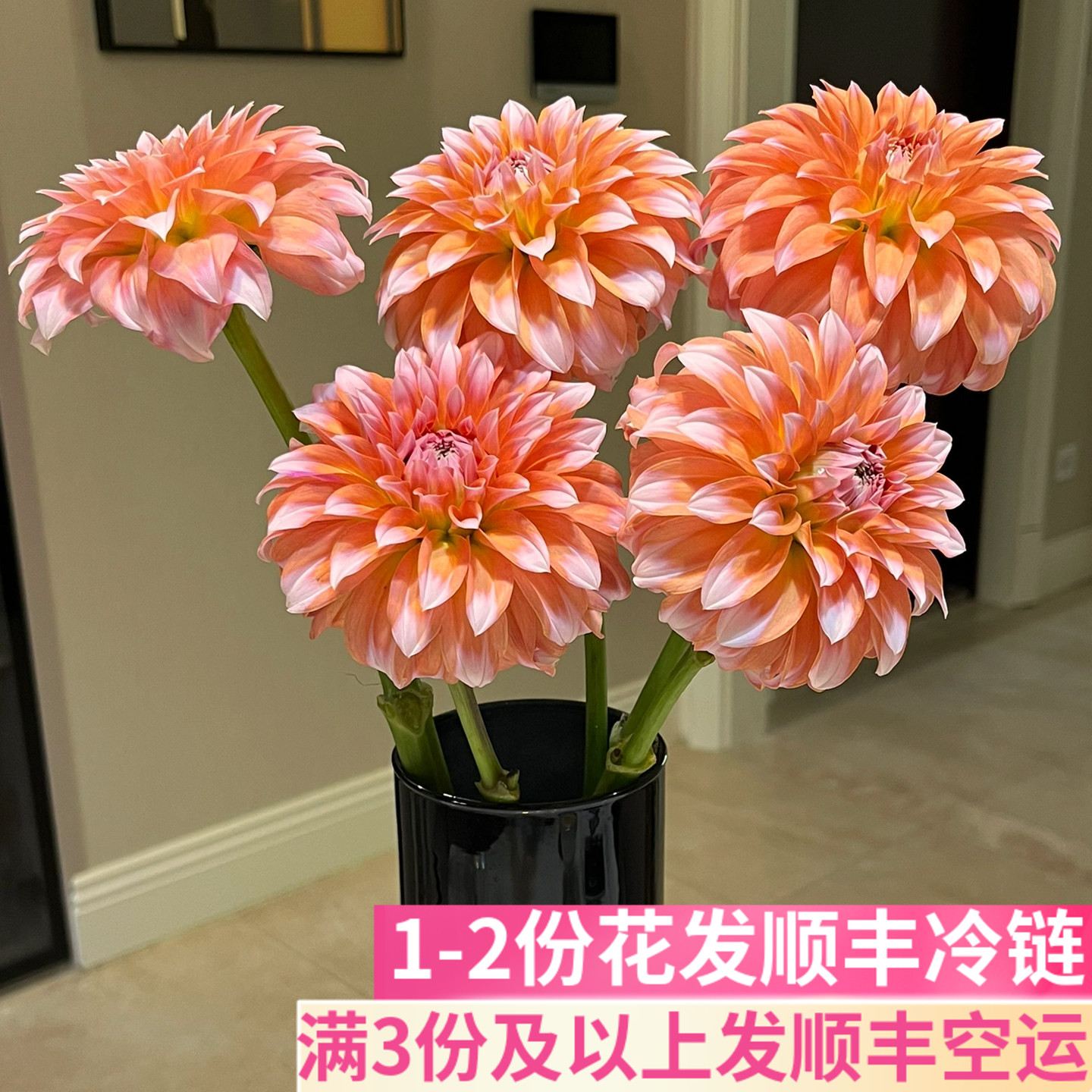 奶油桃子鲜花稀有大丽花