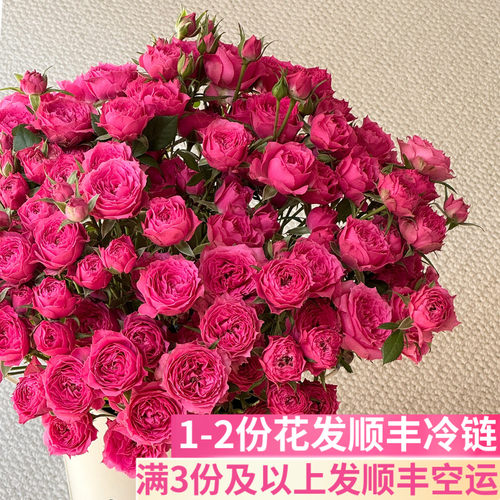 苏菲宝贝多头玫瑰泡泡插花