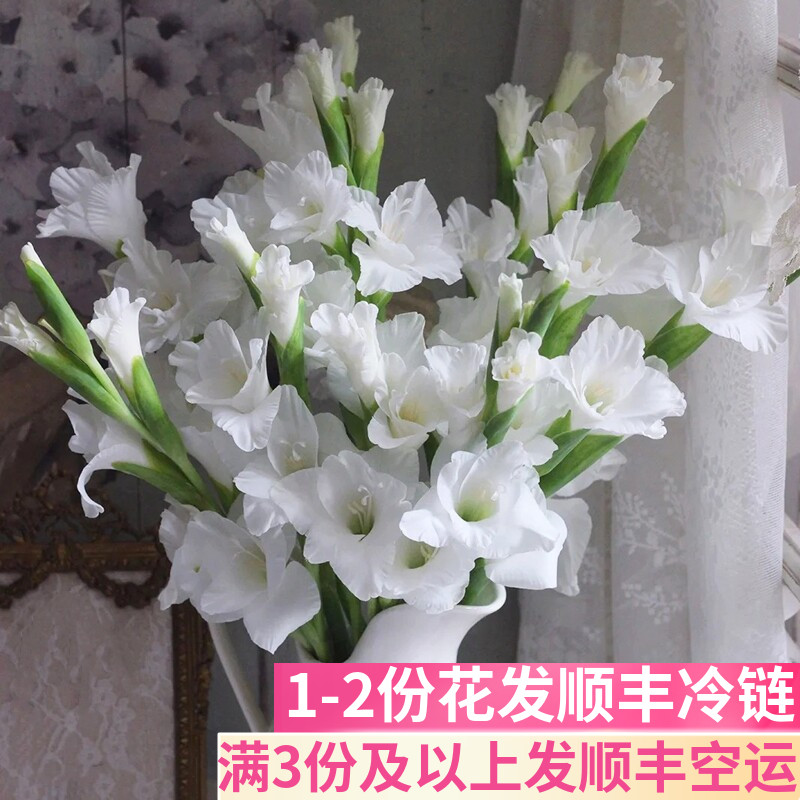 白色剑兰鲜切花基地直发