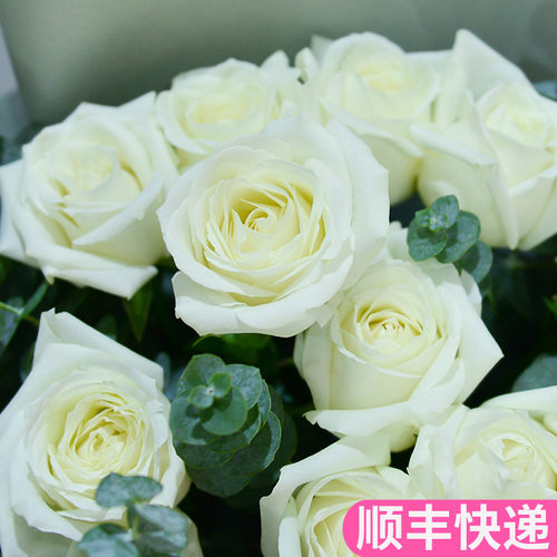 新鲜A级白玫瑰鲜花基地直发