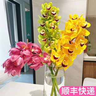 大花蕙兰兰花鲜花切花大花惠兰鲜切云南斗南基地直发昆明花卉市场