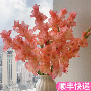 剑兰鲜花鲜切花唐菖蒲节节高插花办公室内客厅批真花花艺基地直发