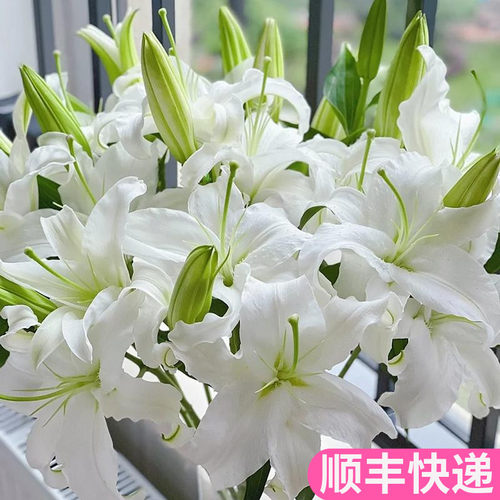 白色百合鲜花云南基地直发
