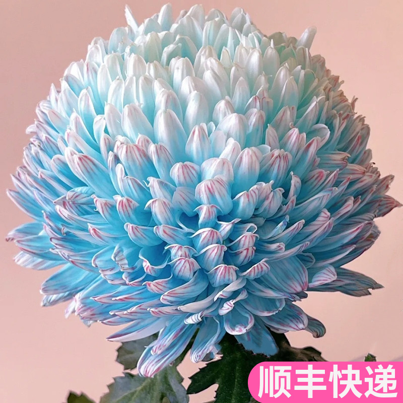 青花瓷牡丹菊鲜花基地直发