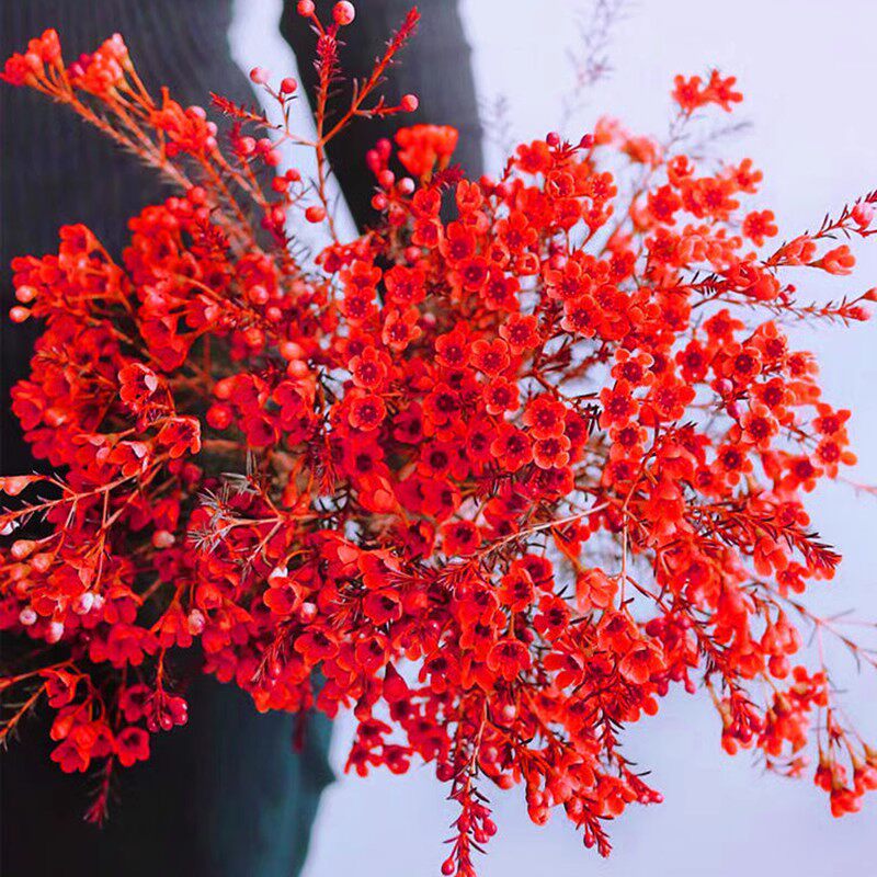 腊梅澳梅鲜切花基地直发