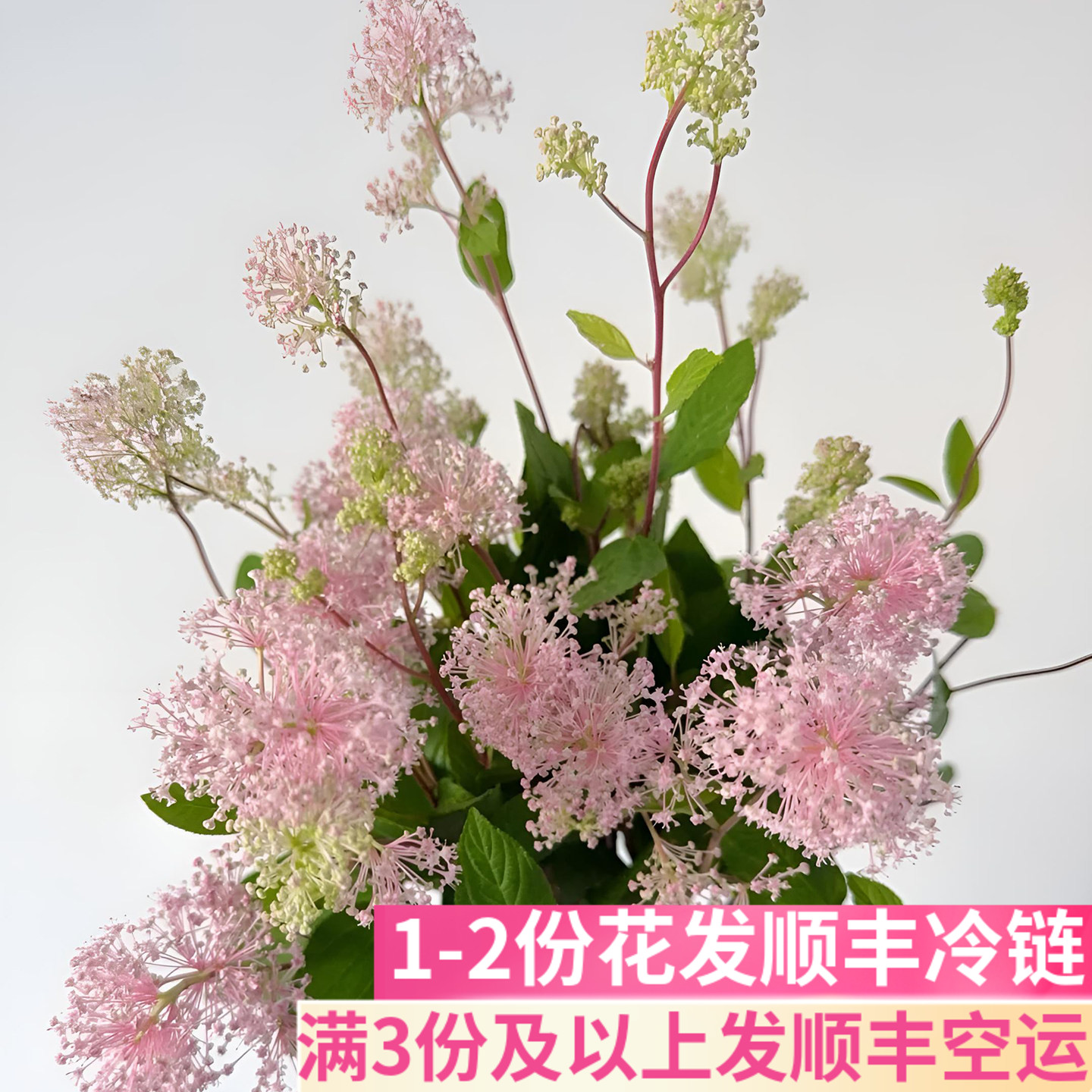 粉色美洲茶鲜切花小众插花