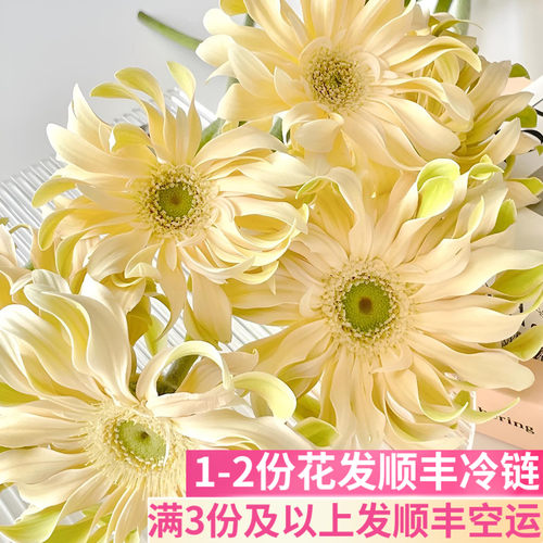 香格里拉卷边弗朗基地直发
