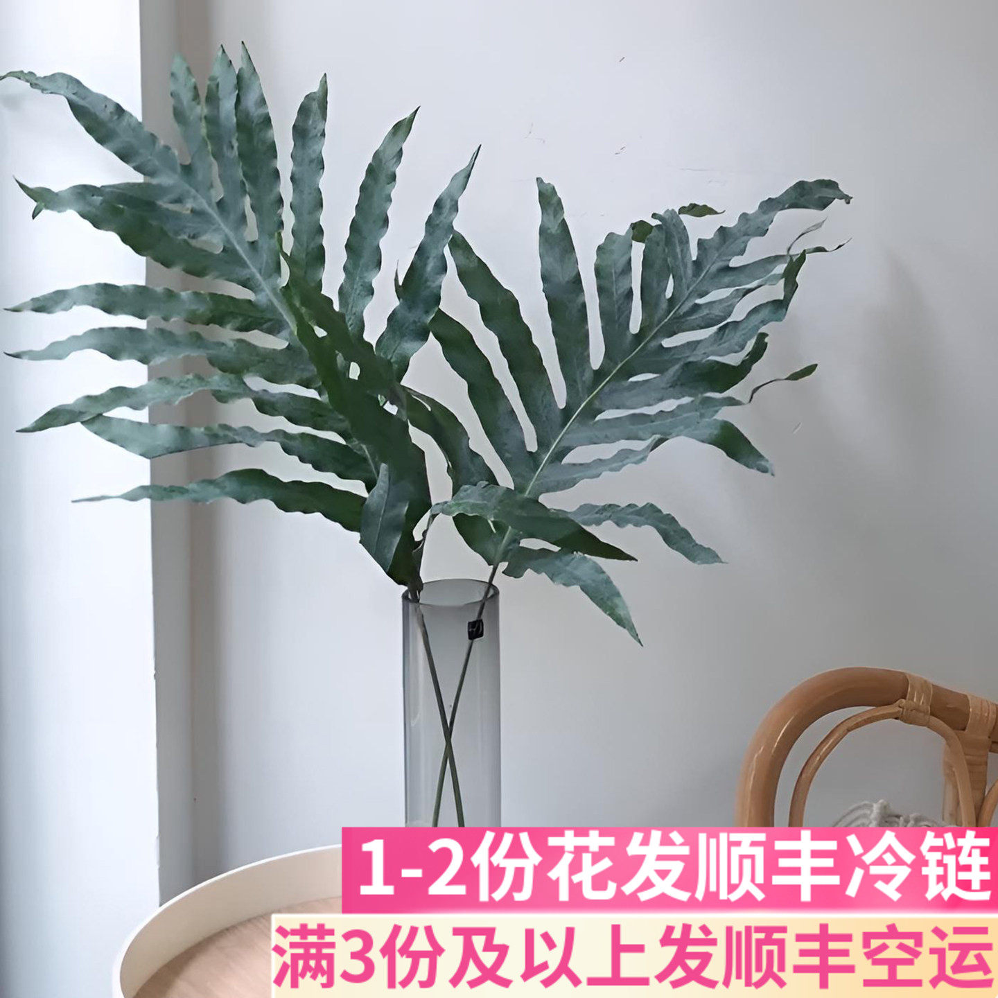 网红叶贯众蕨叶花期长
