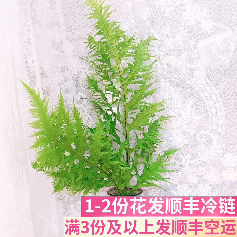 凤尾蕨叶配叶基地直发