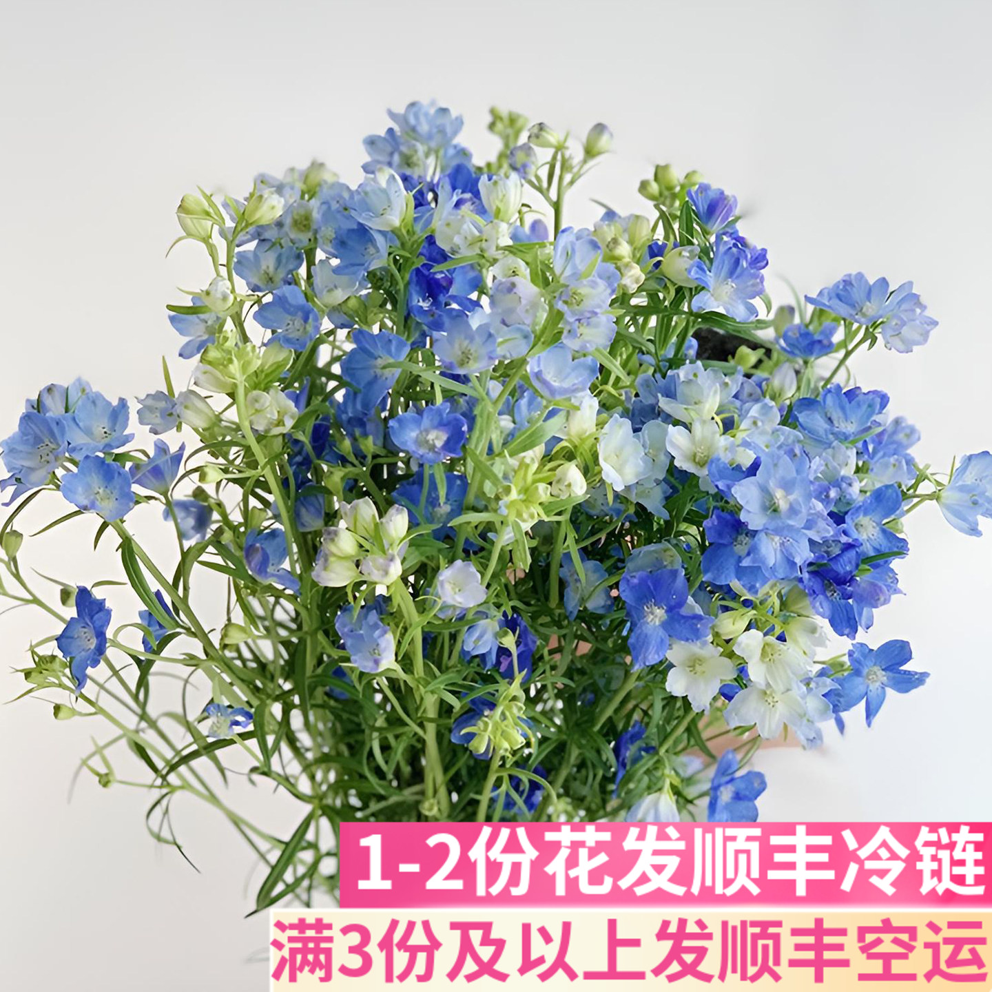 小飞燕鲜花云南基地直发