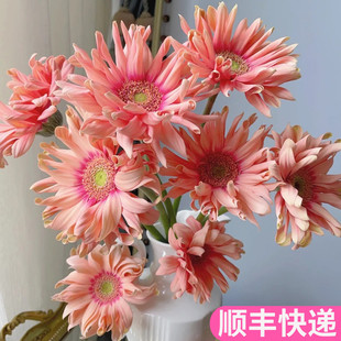 亚丁卷边弗朗云南斗南鲜花基地直发昆明花卉市场非洲菊空气卷扶郎