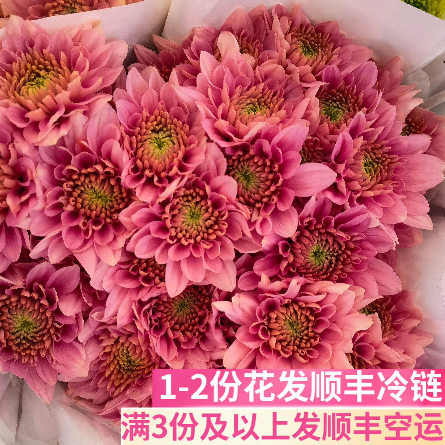 粉神仙小菊小雏菊家用插花鲜切花