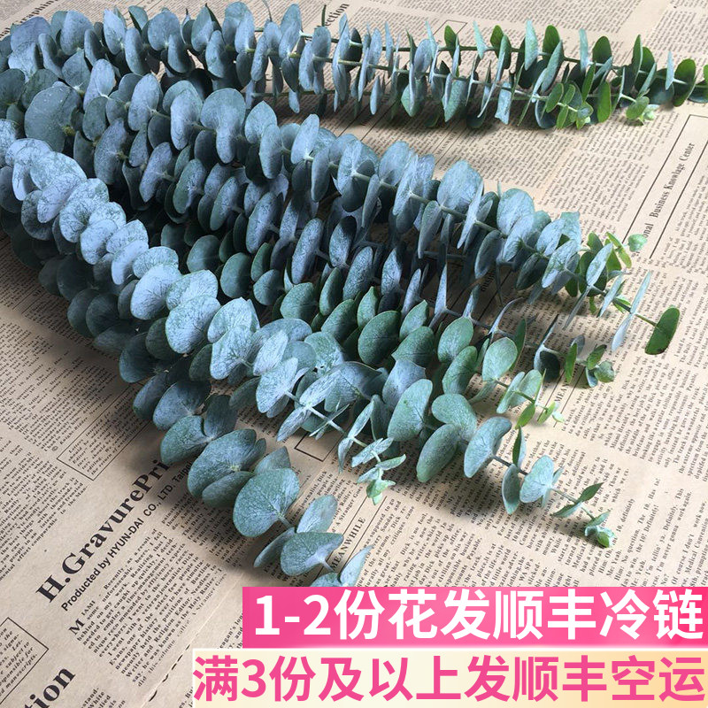 尤加利叶新鲜鲜花云南直发基地真花家用水养斗南花市配花配叶配草