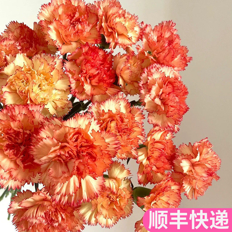 狂欢单头康乃馨稀有黄色斗南鲜花基地直发昆明花卉市场批鲜切花发