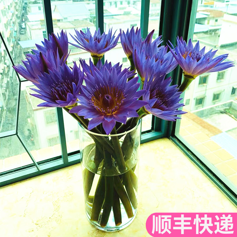 紫色睡莲蓝莲花鲜花基地直发