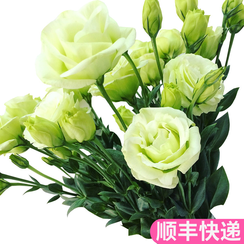 洋桔梗鲜切花鲜花基地直发