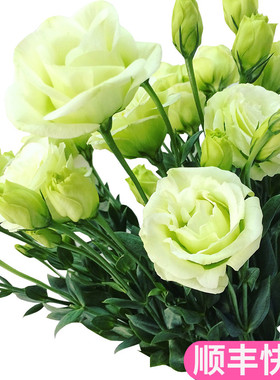 洋桔梗洋菊梗鲜花云南直发斗南昆明花束基地花卉市场洋吉梗桔梗花