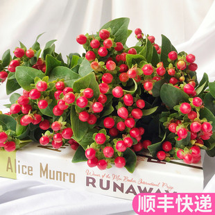 红豆花束鲜花云南花卉市场家用真花基地插花昆明斗南相思豆水养