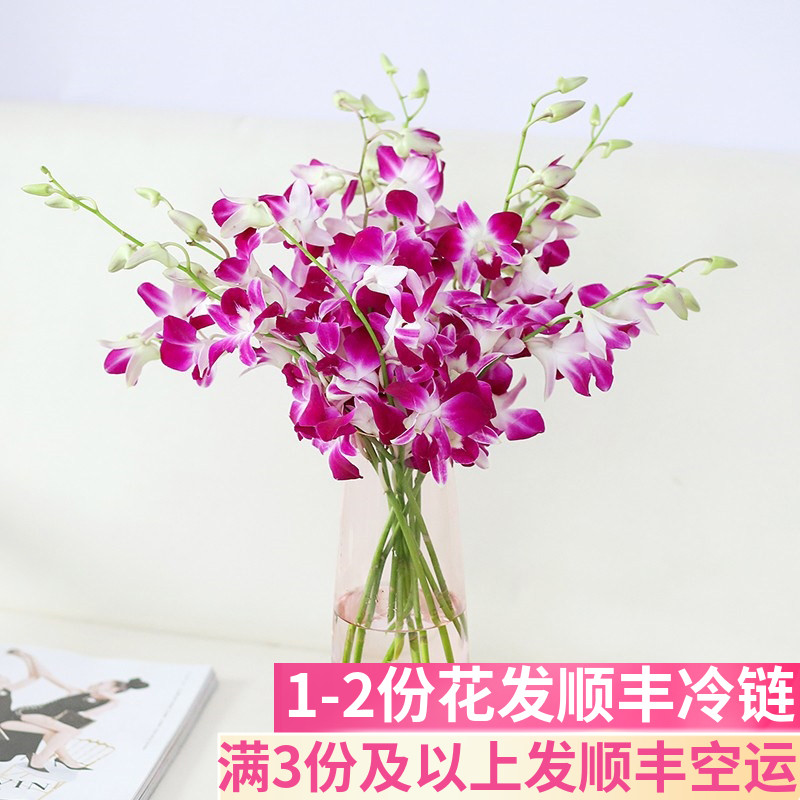 泰国进口紫色云南昆明基地洋兰花