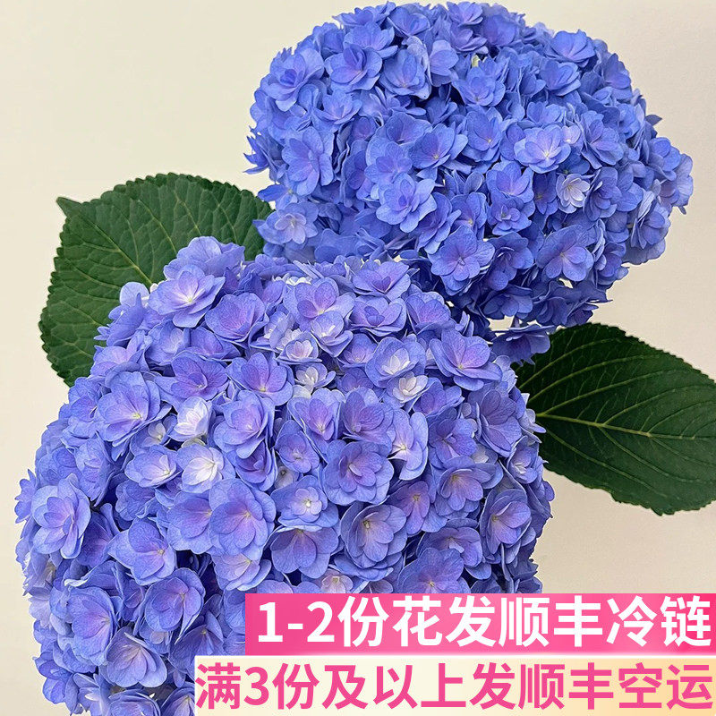 重瓣绣球鲜切花基地直发