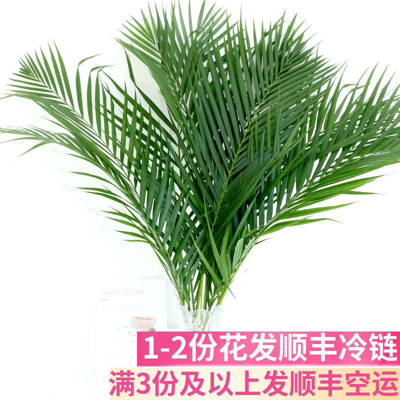 散尾葵云南昆明斗南配配草鲜切花