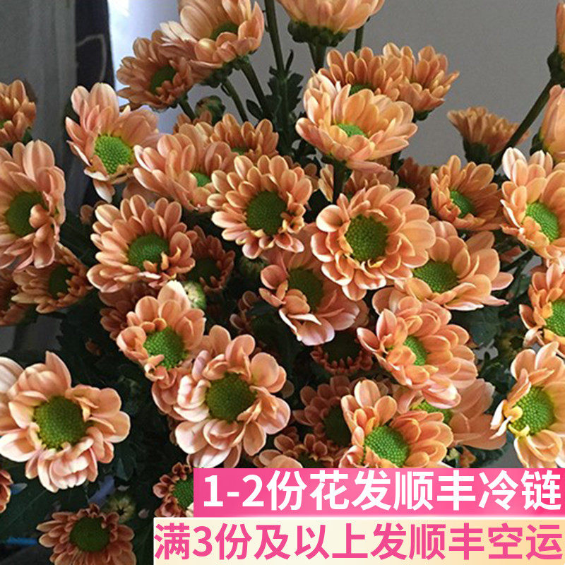 基地直发香槟雏菊鲜花