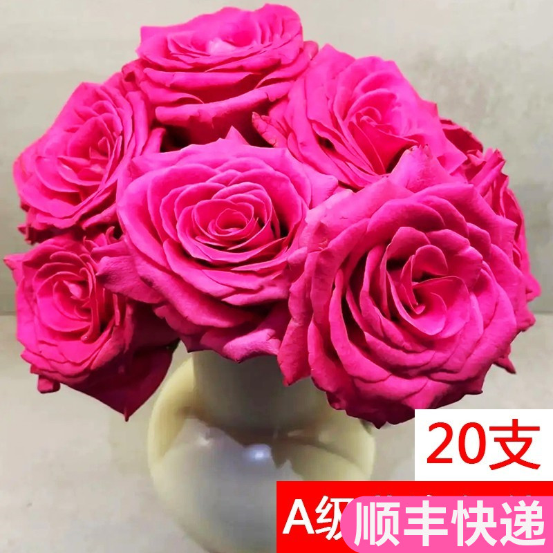 a级弗洛伊德玫瑰花基地直发