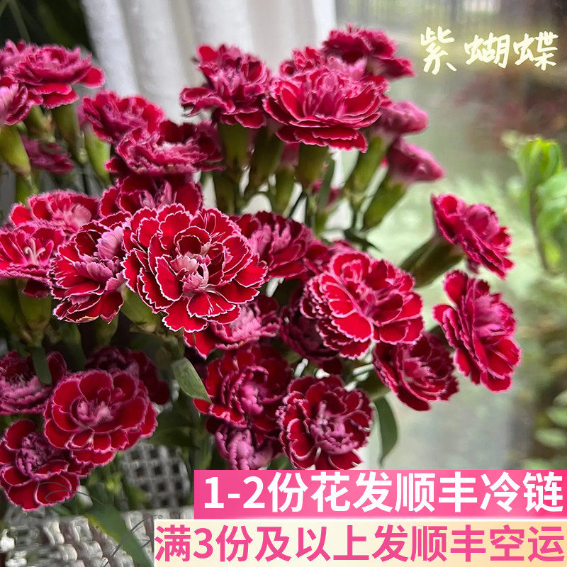 紫蝴蝶多头康乃馨基地直发