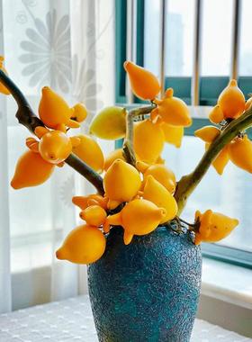 黄金果五代果袋五代同堂福禄斗南鲜花基地直发花卉市场真五世家用