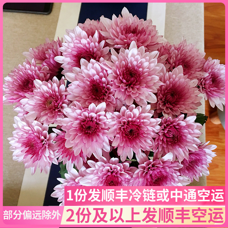 小雏菊鲜花花束批多头发花卉市场小菊云南直发昆明基地斗南花市稚 鲜花速递/花卉仿真/绿植园艺 鲜花速递(同城) 原图主图