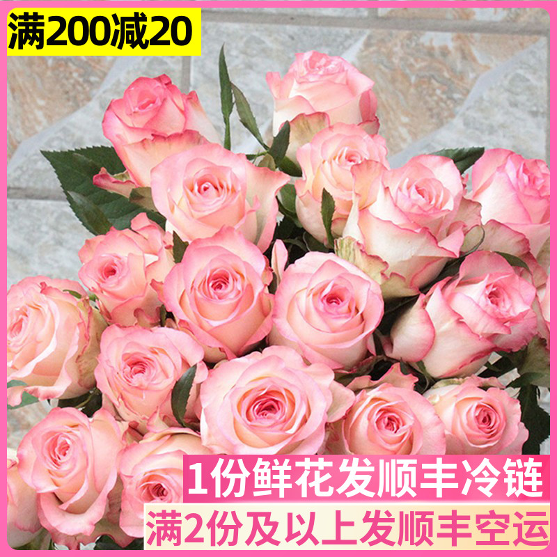 爱莎客厅玫瑰基地直发