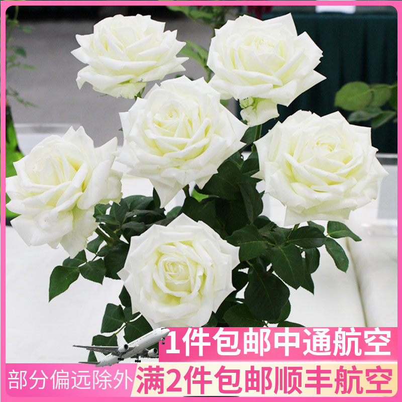 白雪山白玫瑰花鲜花直批云南直发真花新鲜昆明基地斗南花市花束