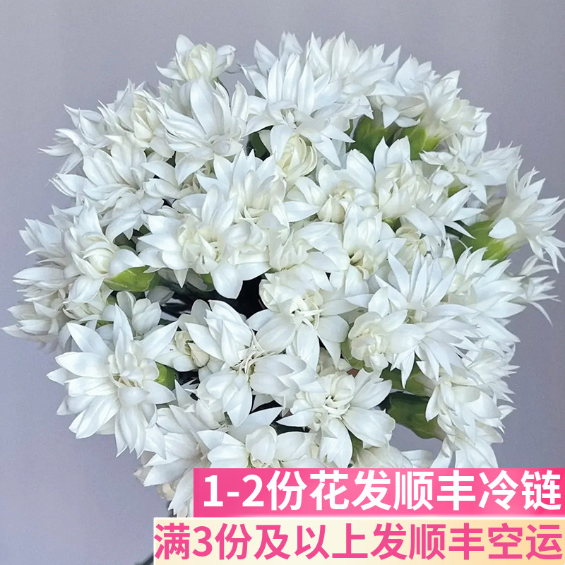 白星太子多头康乃馨基地直发
