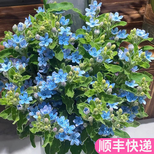 蓝星花配花点缀搭配花束