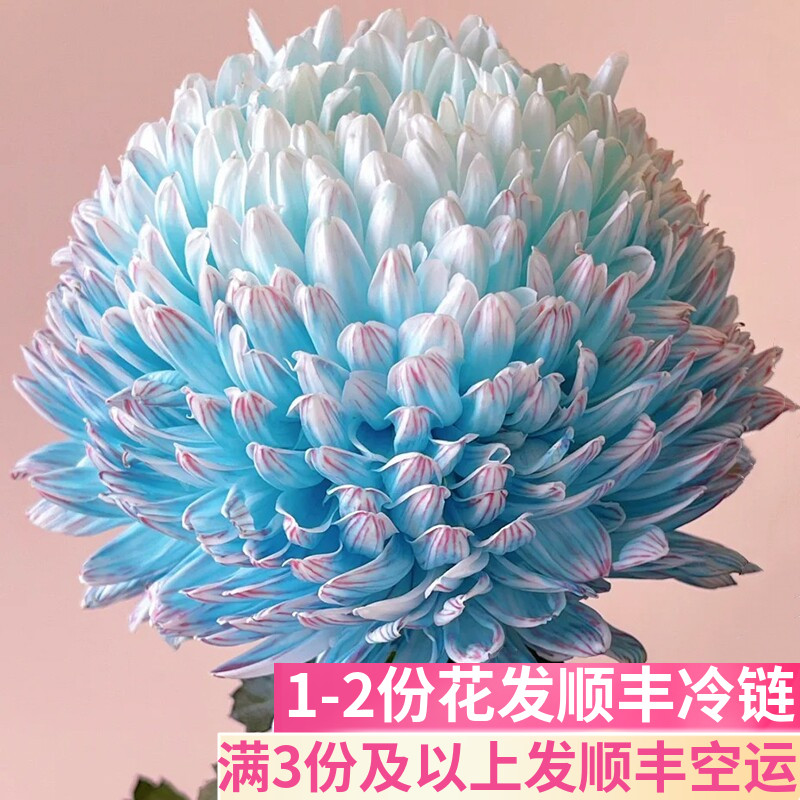 青花瓷牡丹菊鲜花基地直发