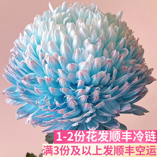 青花瓷牡丹菊斗南基地直发花卉市场鲜切花顺丰吸色重瓣富贵花期长