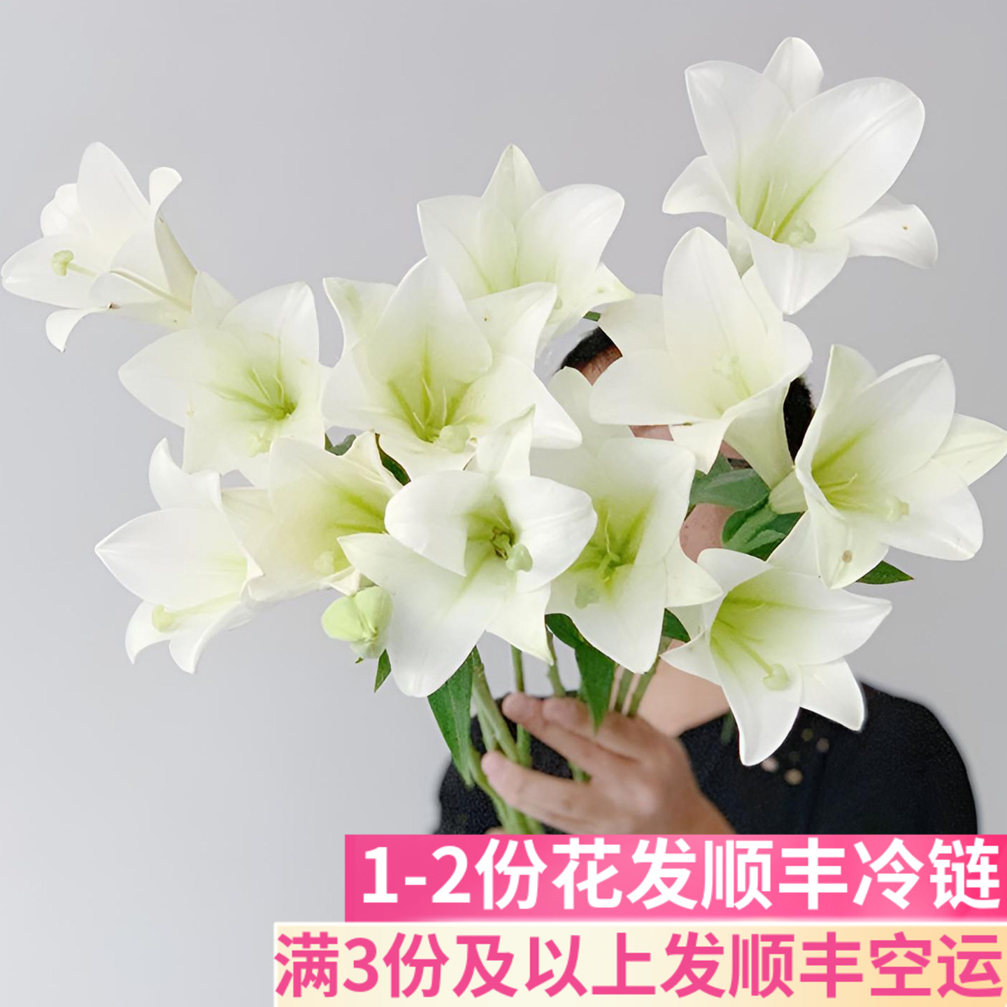 白铁炮百合鲜花百合花