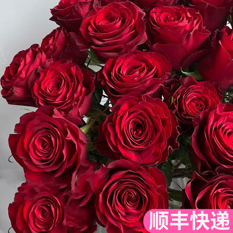 高原红玫瑰鲜花鲜切花七夕情人节