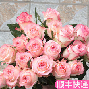 云南斗南鲜花基地直发昆明花卉市场鲜切花艾莎艾沙插粉色爱莎玫瑰