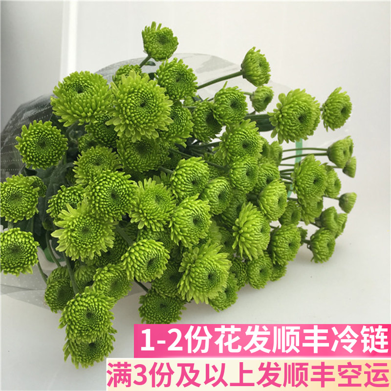 绿色小雏菊鲜切花鲜花基地直发