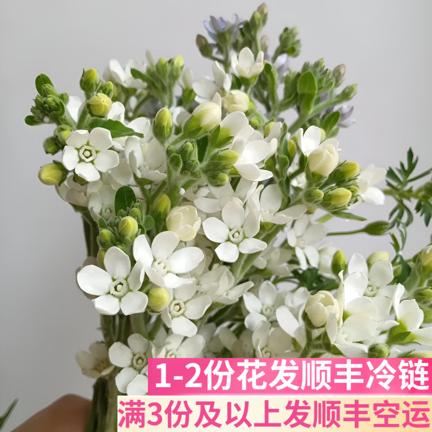 白星花白色蓝星花配花插花