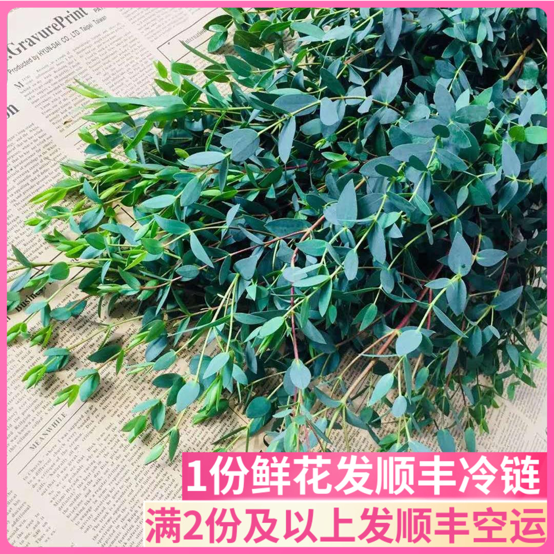 尤加利鲜花斗南花市基地直发