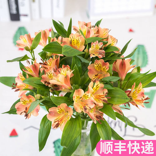 水仙百合六出花六初花花卉市场