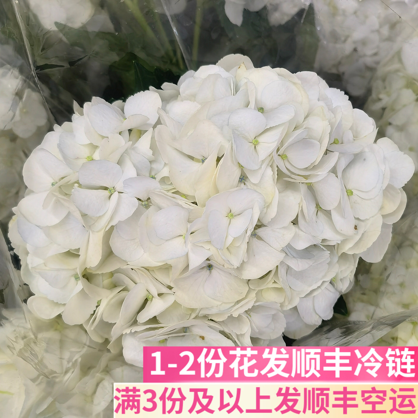 白色绣球鲜切花鲜花花艺花店插花