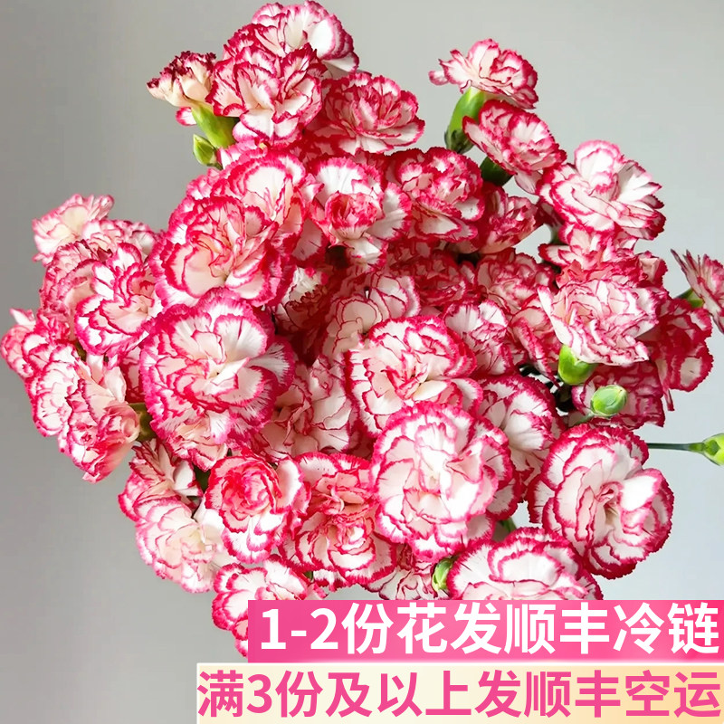 舞曲多头康乃馨鲜花基地直发