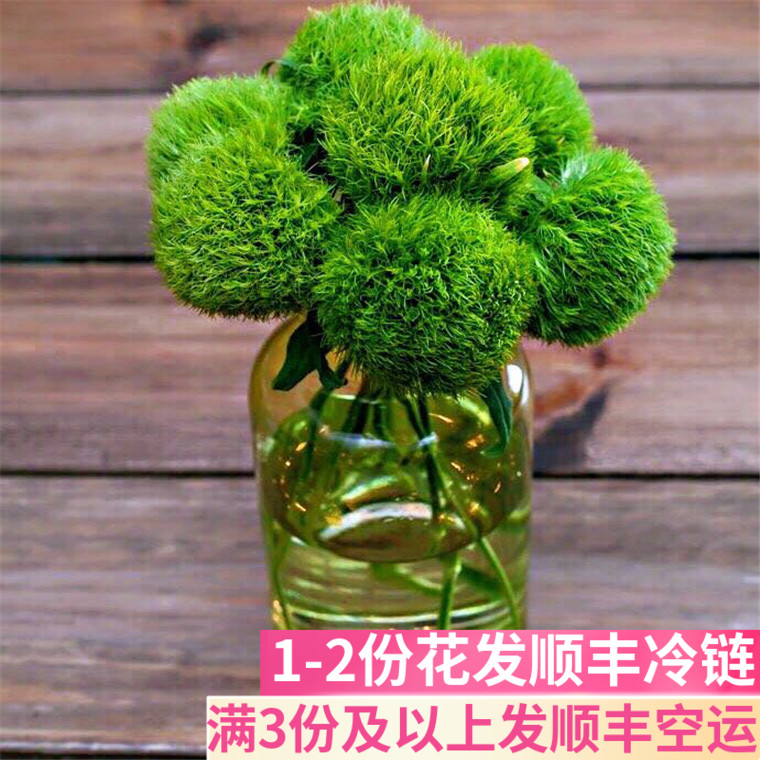 绿毛球 鲜花云南直发昆明市场基地斗南花市插花水养花束办公家庭