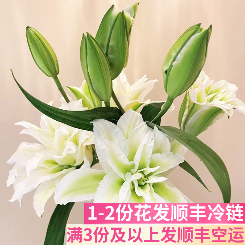 白色重瓣百合花云南基地直发